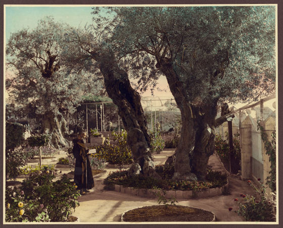 Монах с книгой, Гефсиманский сад, Иерусалим